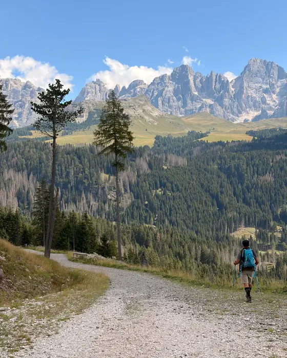 A hiker on a forest trail below the Pale di San Martino in the Dolomites